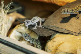 Stefan Zweig Realschule Endingen