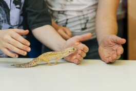 Stefan Zweig Realschule Endingen